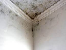 Best Black Mold Removal  in Mooreville, MS